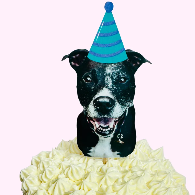 buffalobarkery662260
