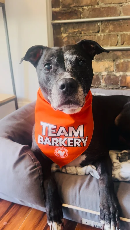 buffalobarkery662415