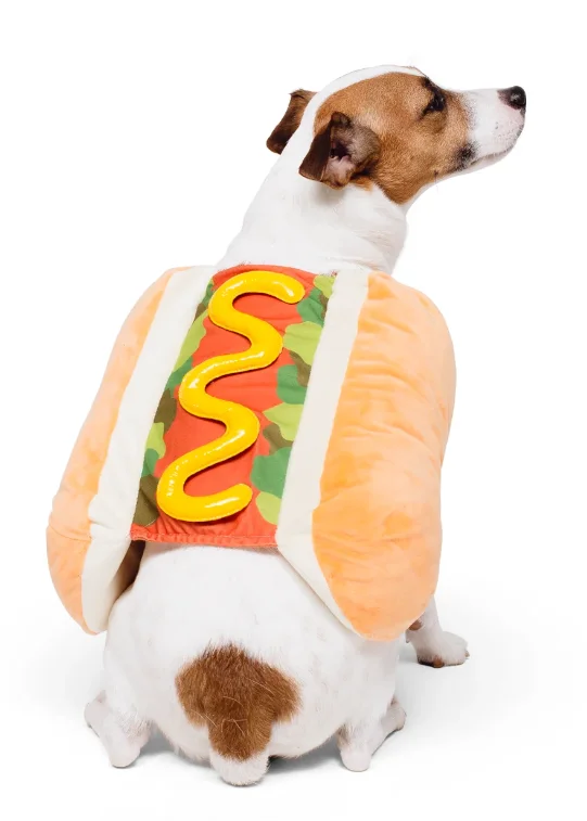 lechienbleuny664407