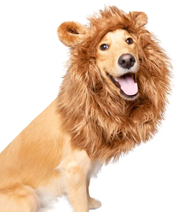 lechienbleuny667806