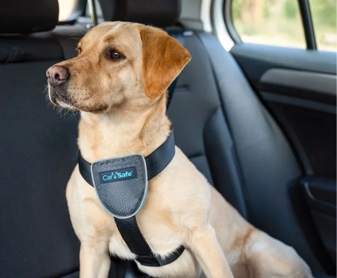 pawspets670608