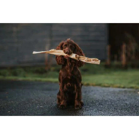 pawspets673850