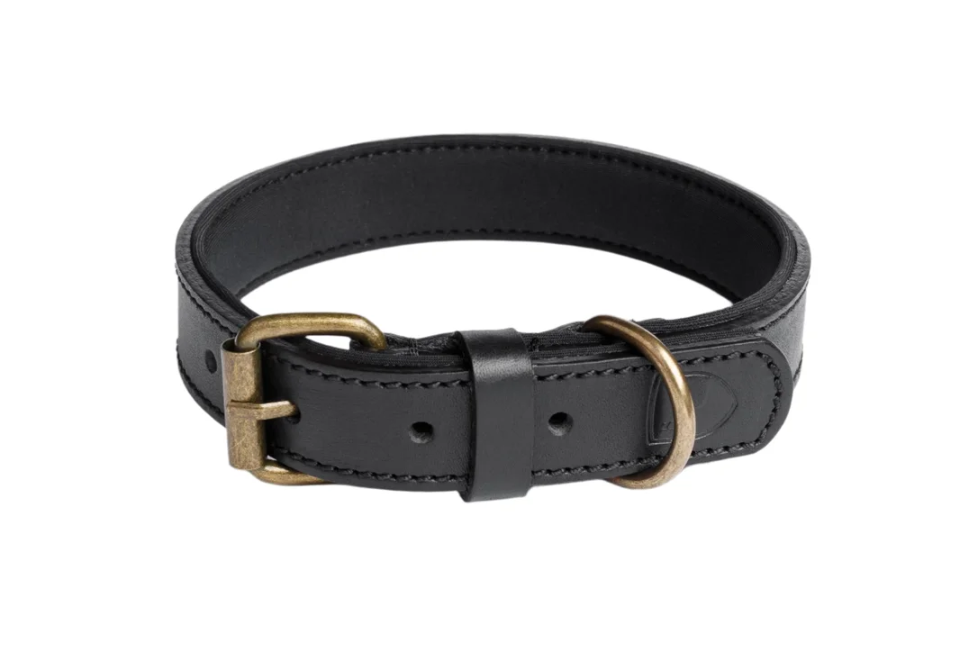 shopdogdish634802