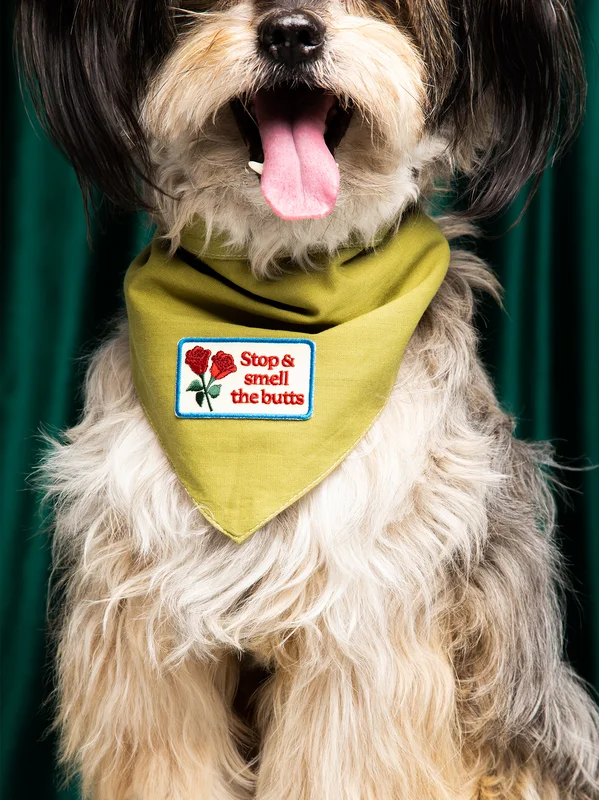 shopdogdish634926