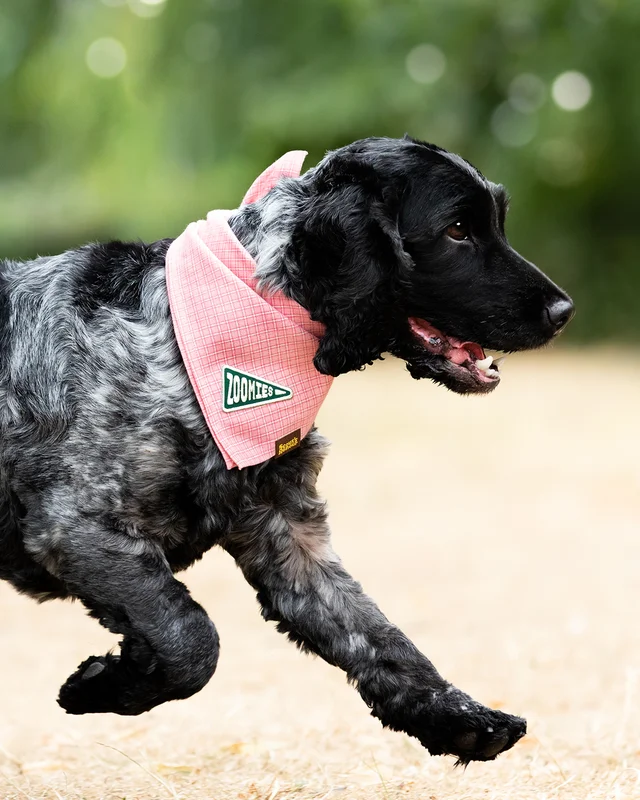 shopdogdish635188