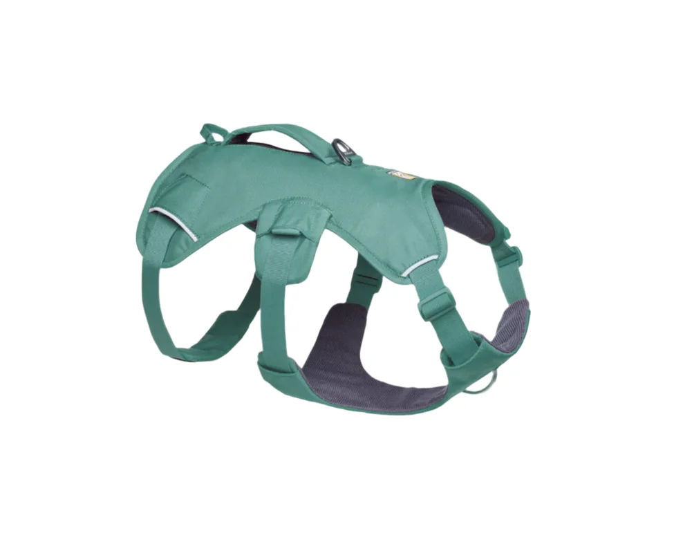 shopdogdish638569