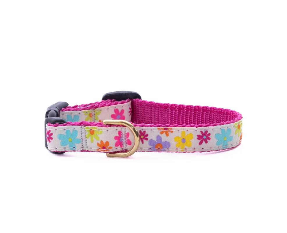shopdogdish638964