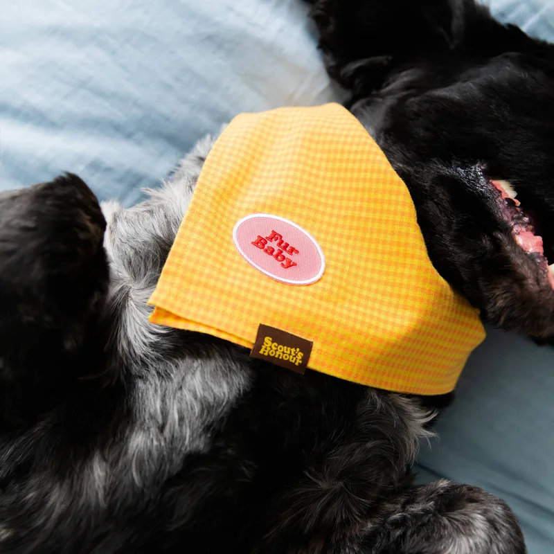 shopdogdish640690